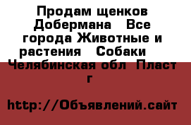 Продам щенков Добермана - Все города Животные и растения » Собаки   . Челябинская обл.,Пласт г.